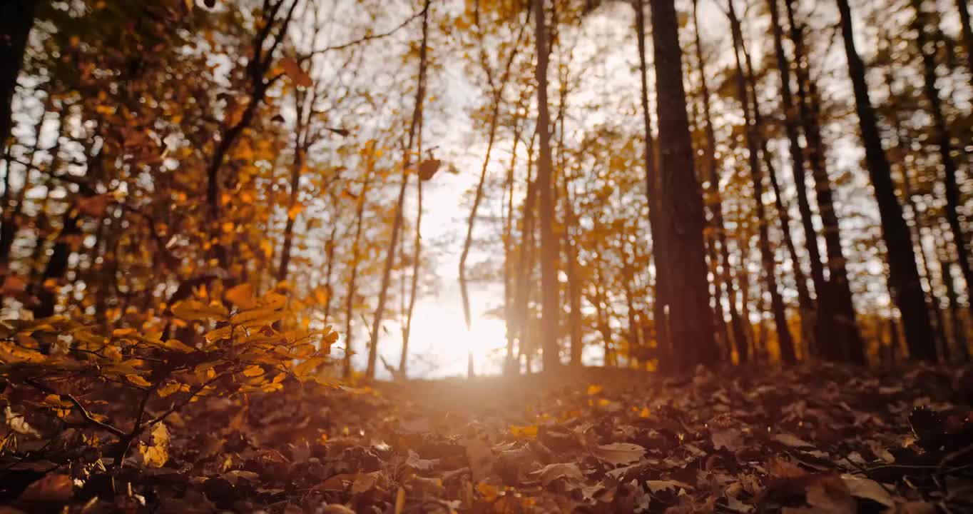 MS超級慢鏡頭秋葉飄落在陽光明媚，寧靜的森林里視頻