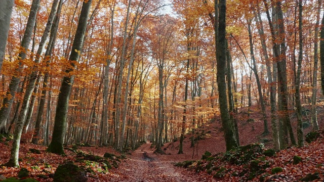 穿過魔法秋天森林的小路視頻