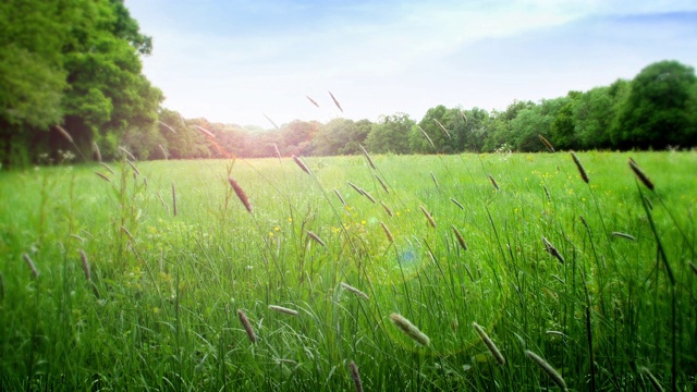 夏日的草地上，長長的草在風中輕輕飄動。視頻