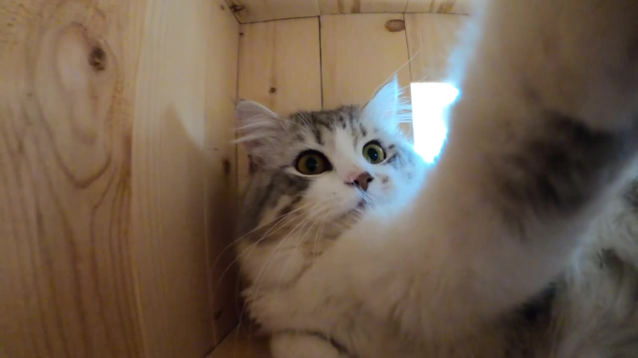 小猫用智能手机自拍视频下载