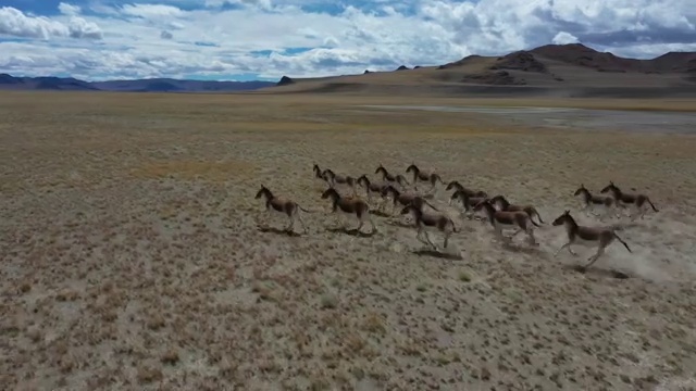 西藏阿里 高原精靈 藏野驢視頻素材