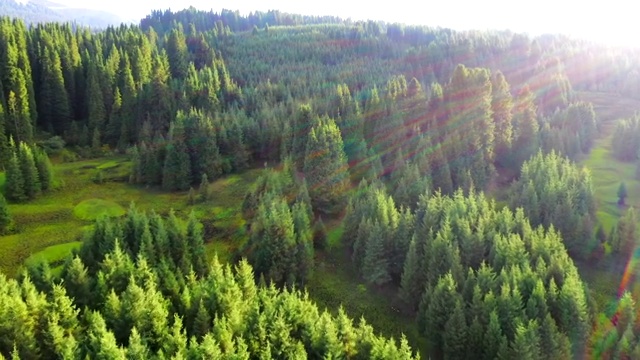 陽光森林視頻素材