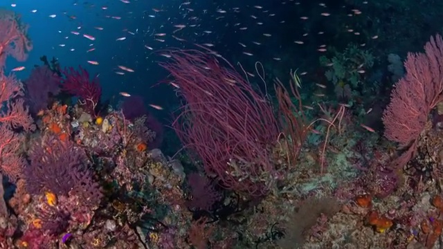 水下摄影神奇的海底世界马夫鱼视频购买