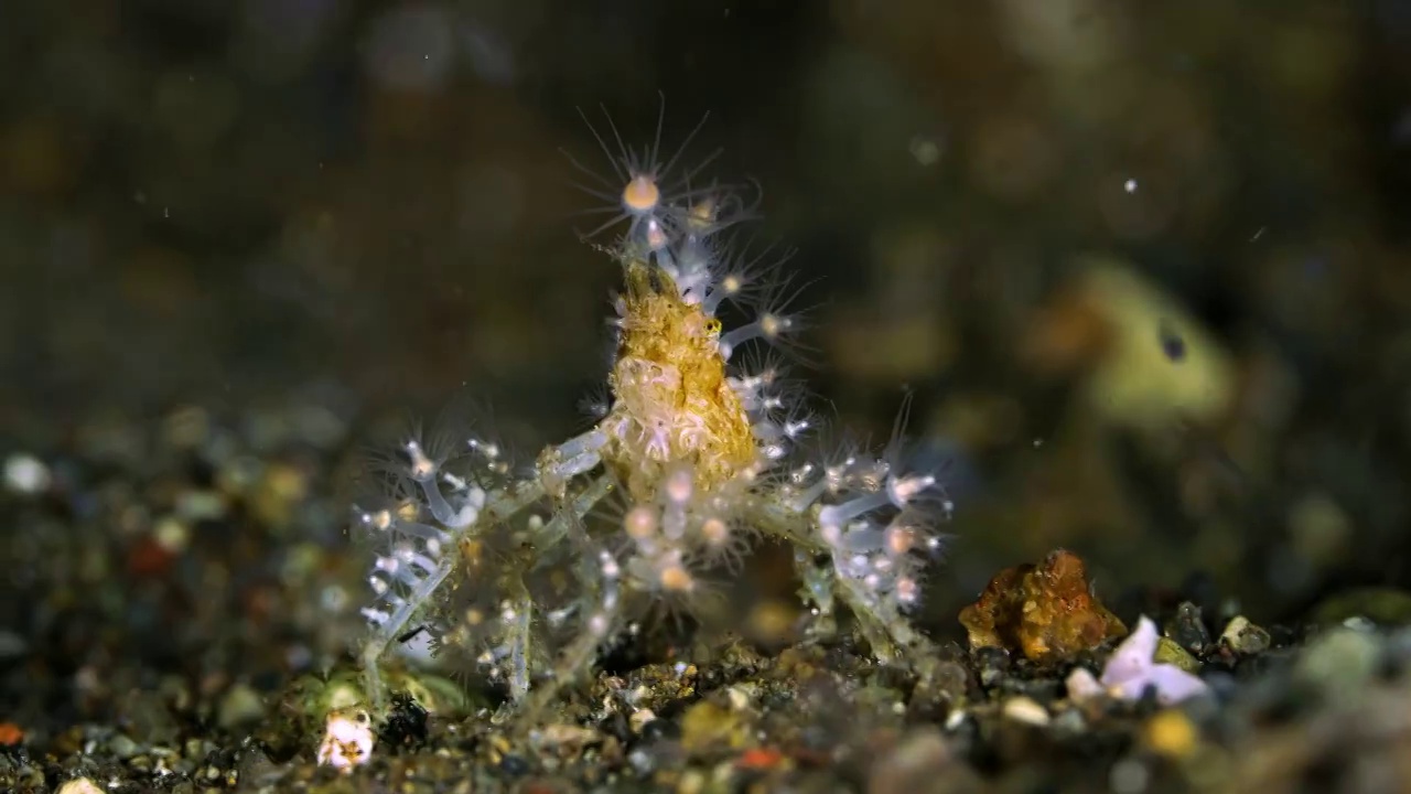 水下摄影神奇神秘的海底世界伪装蟹视频购买