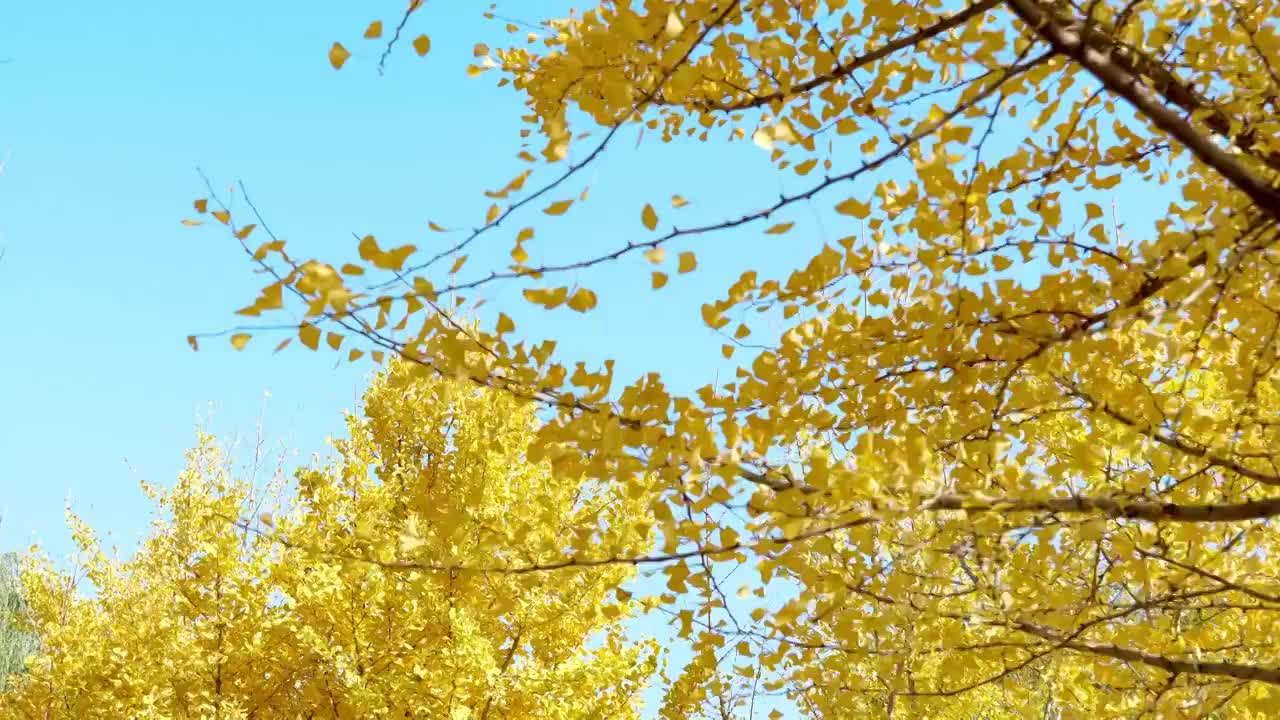 秋天金色銀杏葉視頻素材