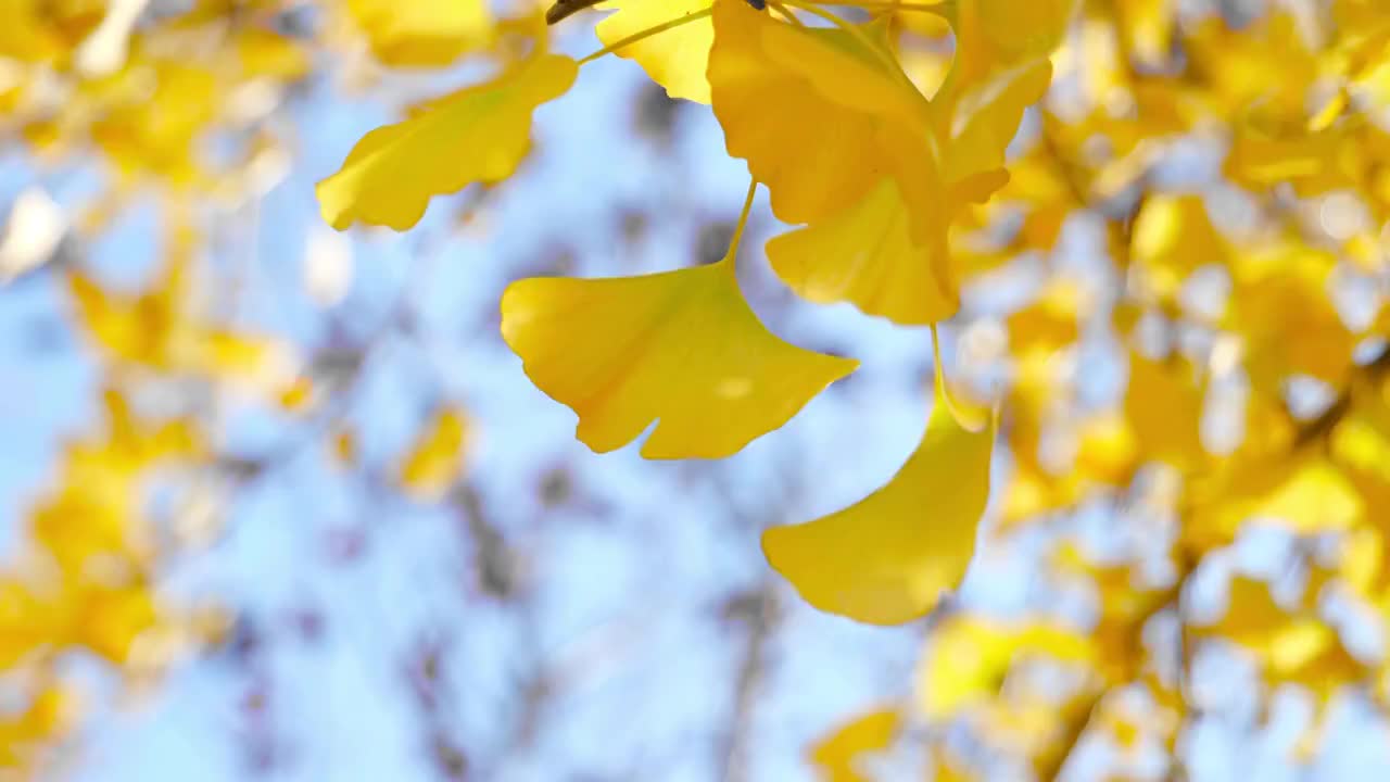 秋天的銀杏樹視頻素材