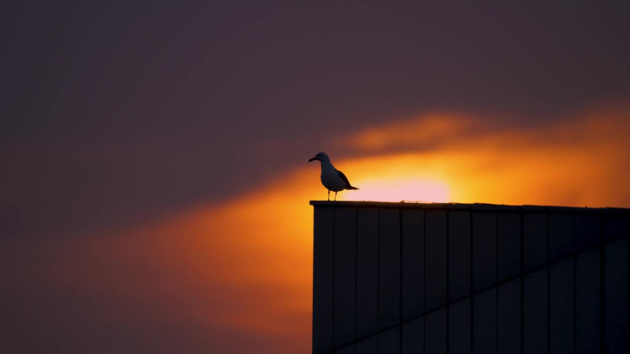 日落时分夕阳下的海鸥视频素材