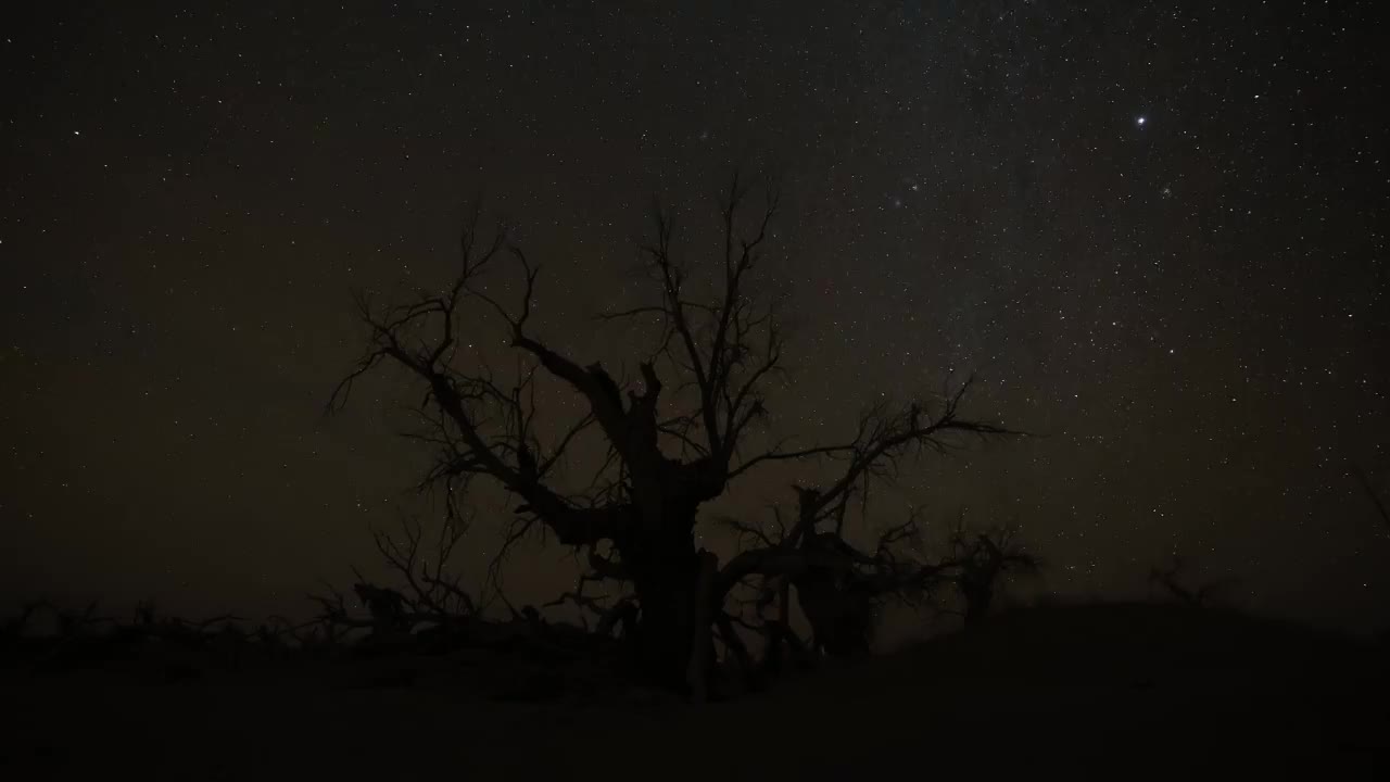 夜空中的胡杨视频素材