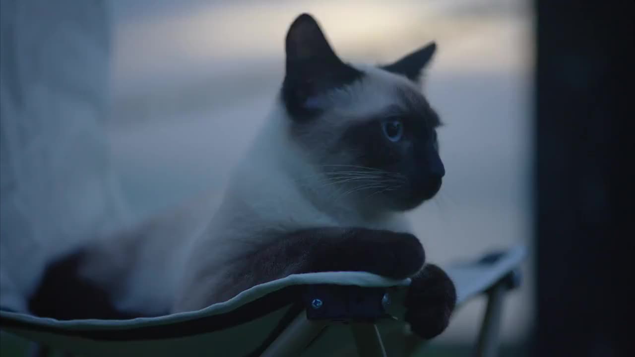 傍晚，户外露营坐在椅子上的暹罗猫视频下载