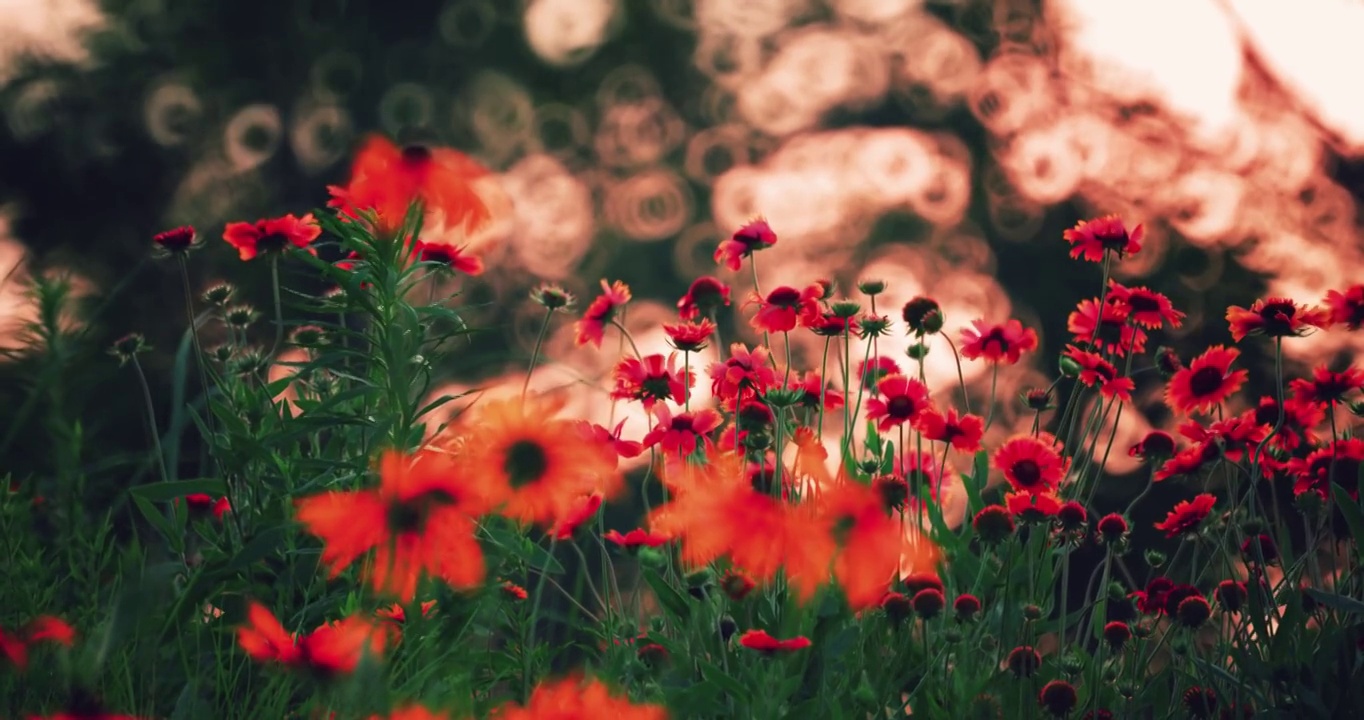 8k實拍夕陽背景的菊花花叢視頻素材