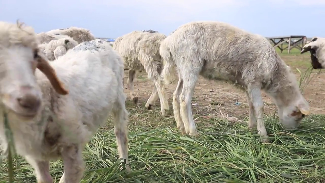 草原上的羊羔视频素材