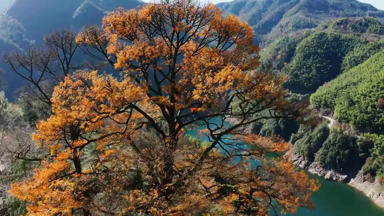 寧波四明山茅鑊古樹公園4K航拍視頻素材