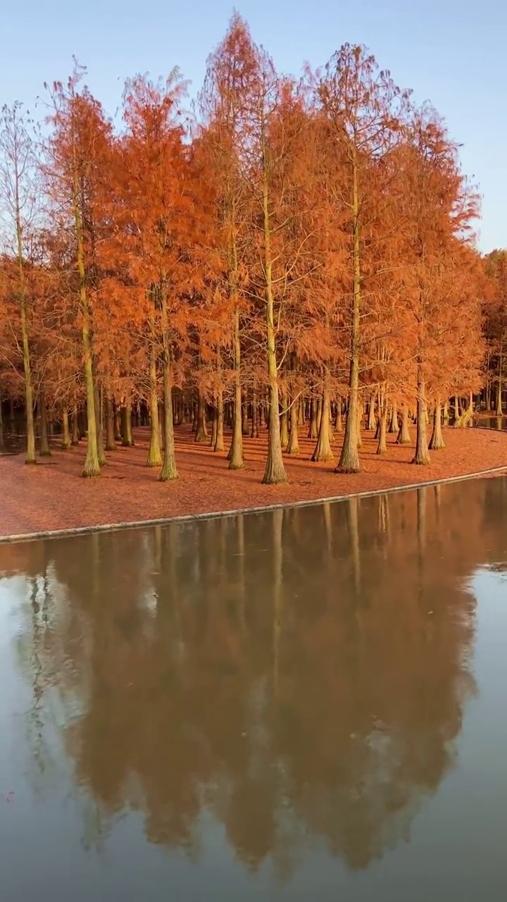 上海青西郊野公園水上森林倒影風光視頻素材