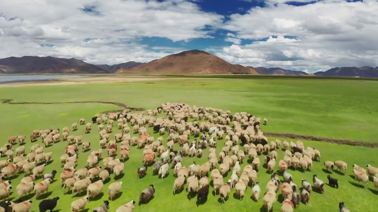 高原草原上的羊群视频素材