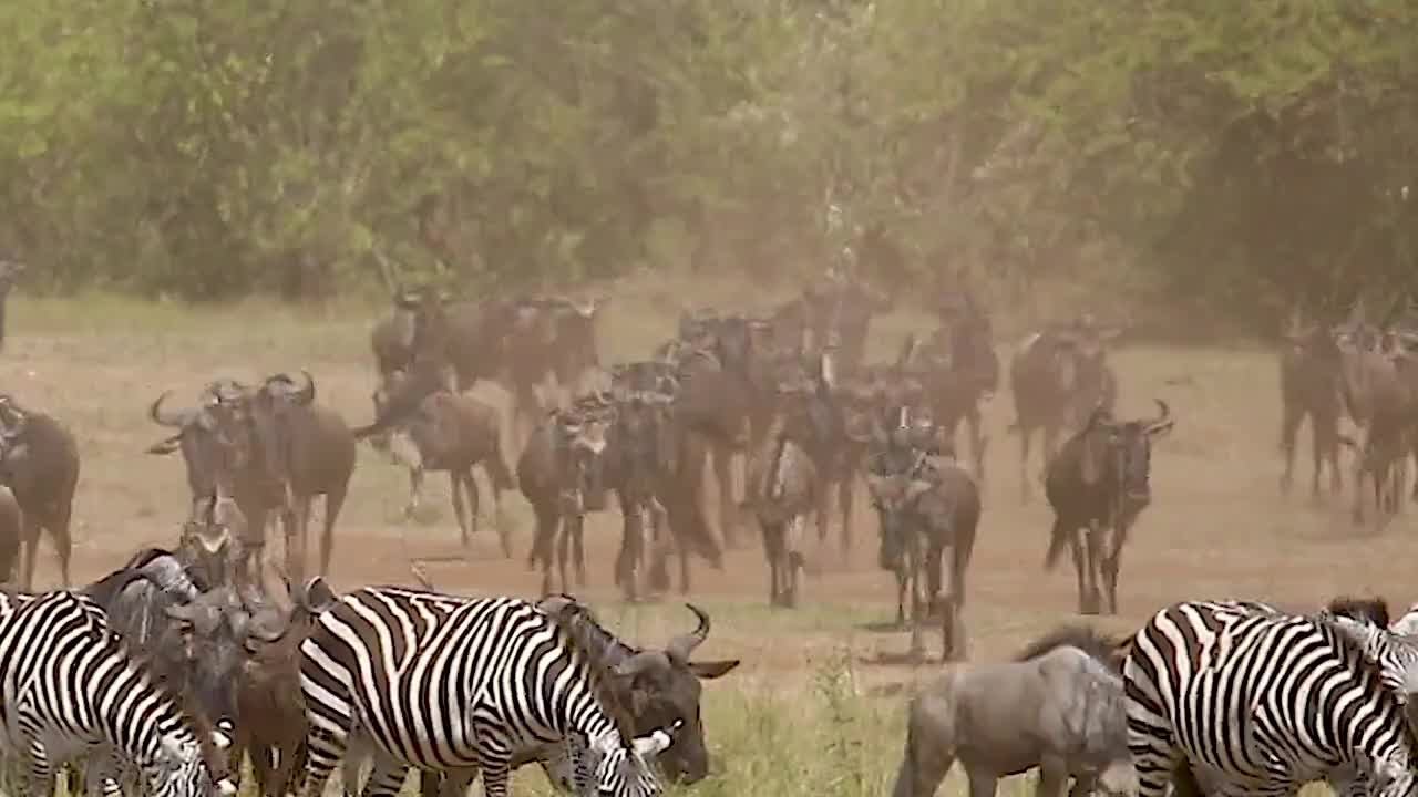 非洲大草原野生動物合集（選編）視頻素材