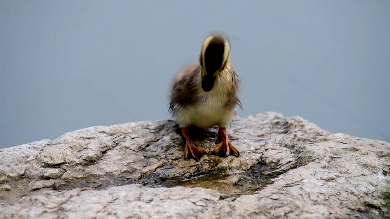 可爱的小斑嘴鸭视频素材