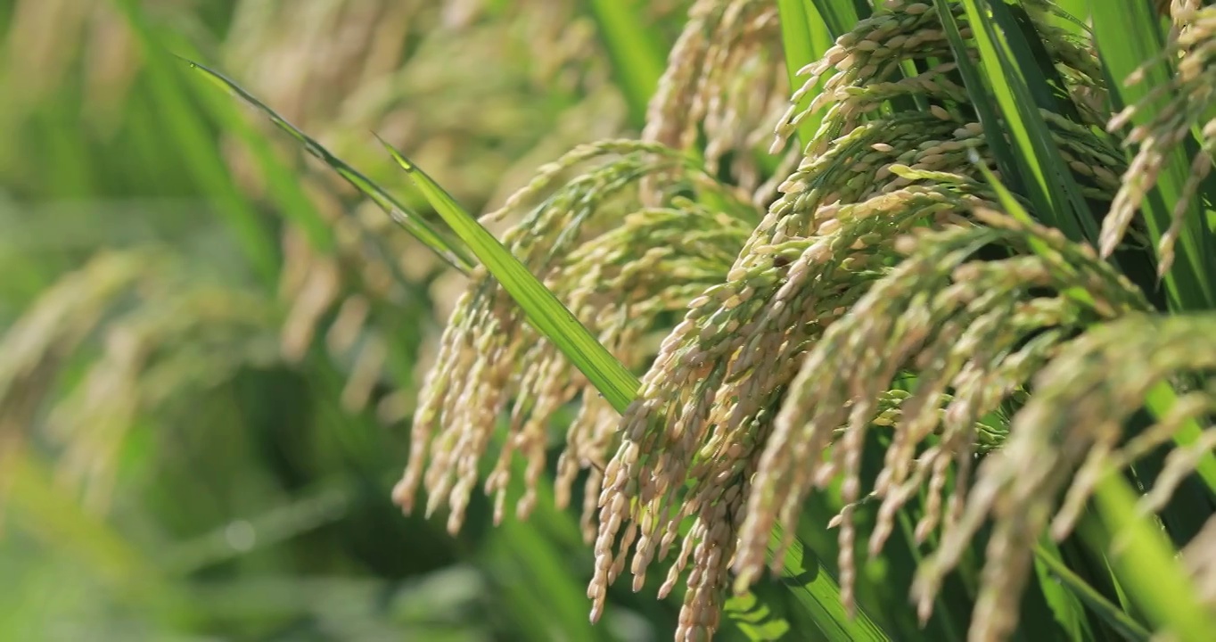 4K近距離微距拍攝即將成熟的小麥麥穗特寫視頻素材