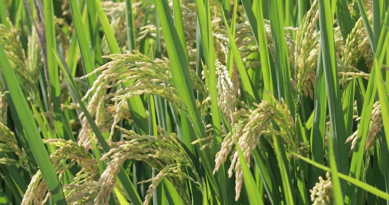 4K靜距離微距拍攝即將成熟的小麥麥穗特寫視頻素材