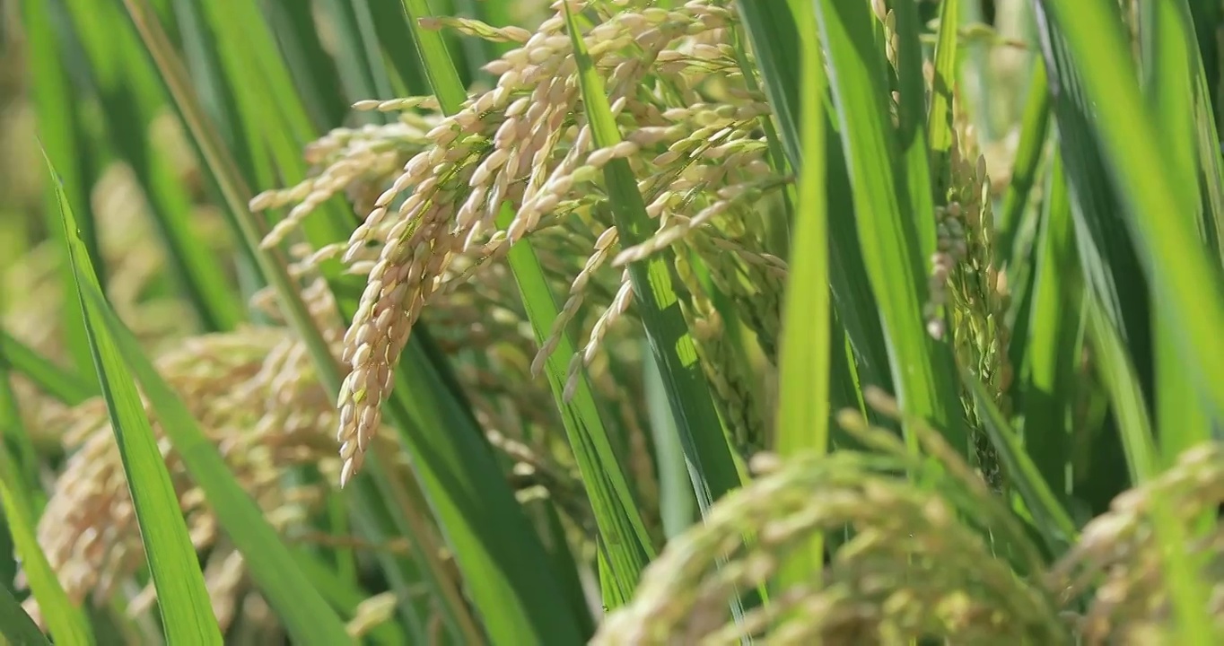 4K靜距離微距拍攝即將成熟的小麥麥穗特寫視頻素材