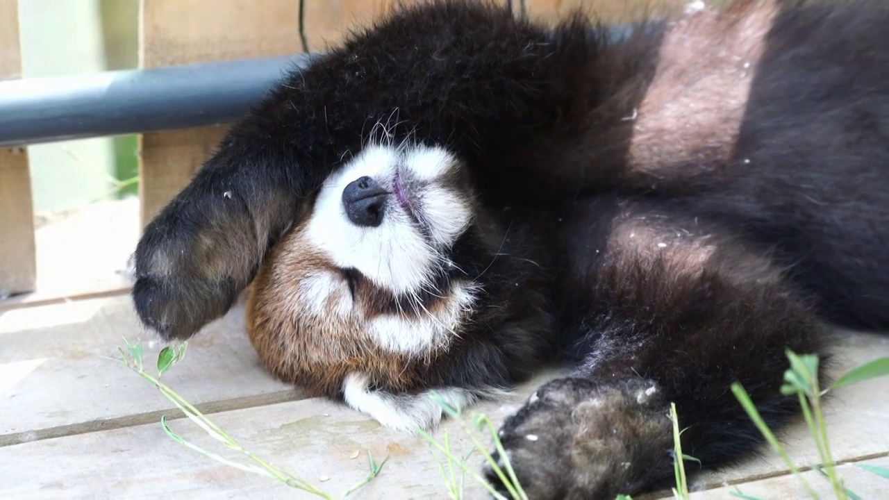 北京野生動物園小熊貓野生保護動物視頻素材