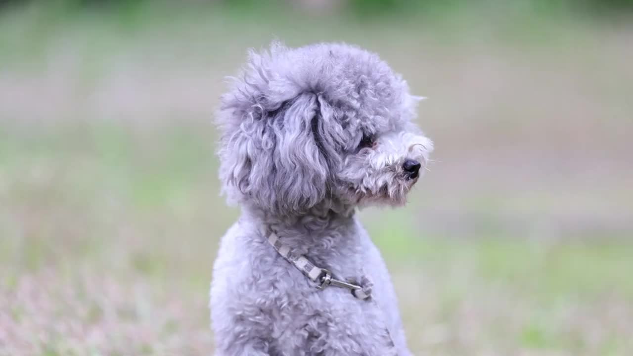 貴賓犬 poodle視頻素材