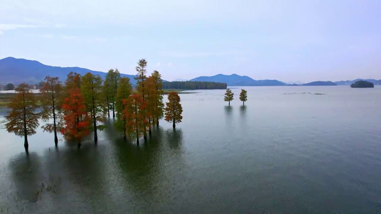 寧波市余姚市四明湖水庫中佇立的水杉樹群視頻素材
