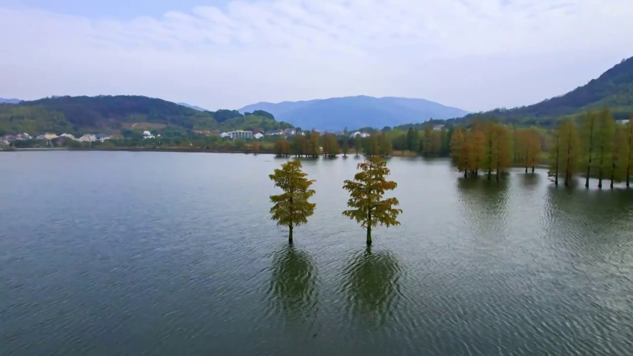寧波市余姚市四明湖水庫中佇立的水杉樹群視頻素材