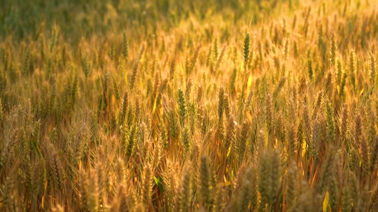 熟透的麦子在夕阳下随风摆动视频下载