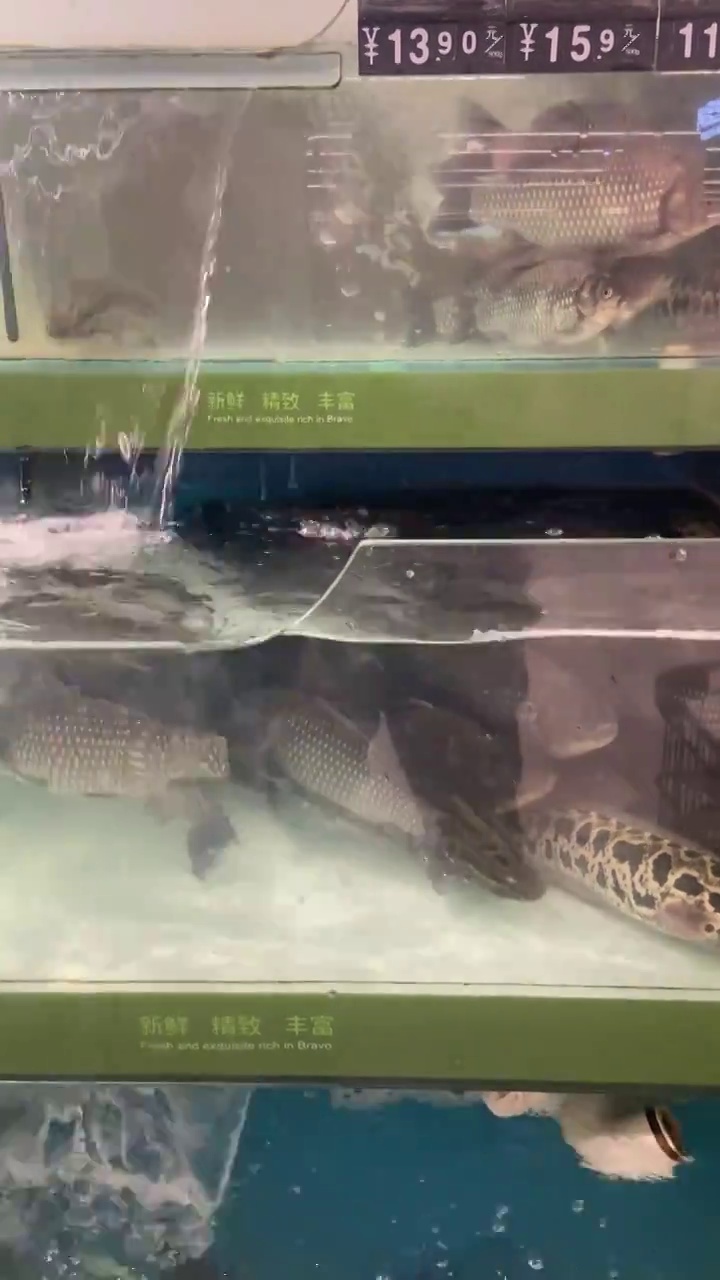 超市大鱼缸展示的河鱼视频素材