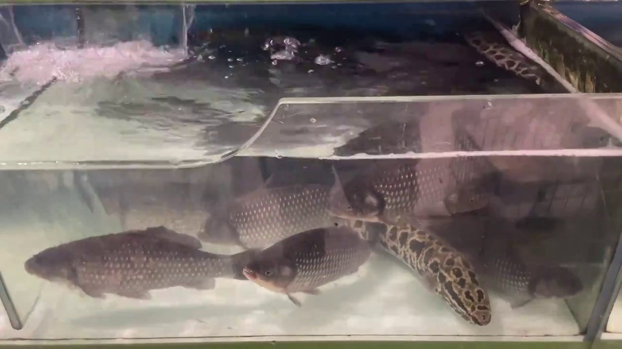 超市大鱼缸展示的河鱼视频素材