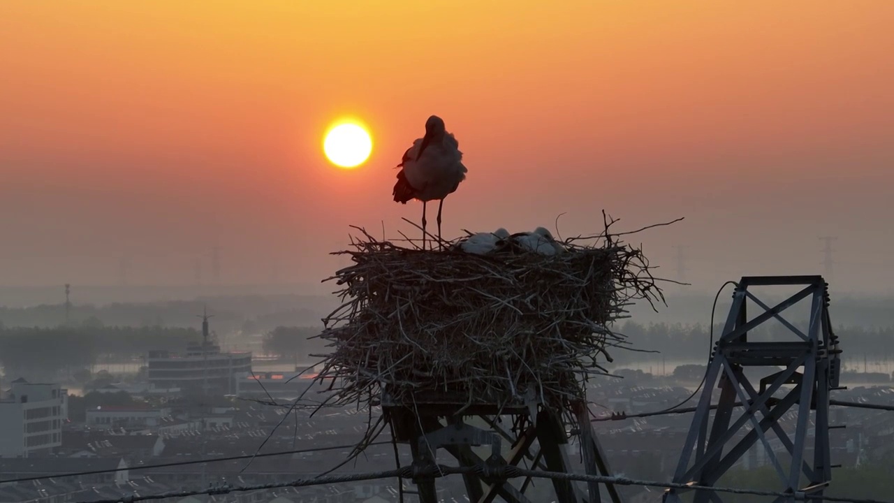 “鳥中國寶”江蘇省高郵湖畔安家繁衍后代視頻素材