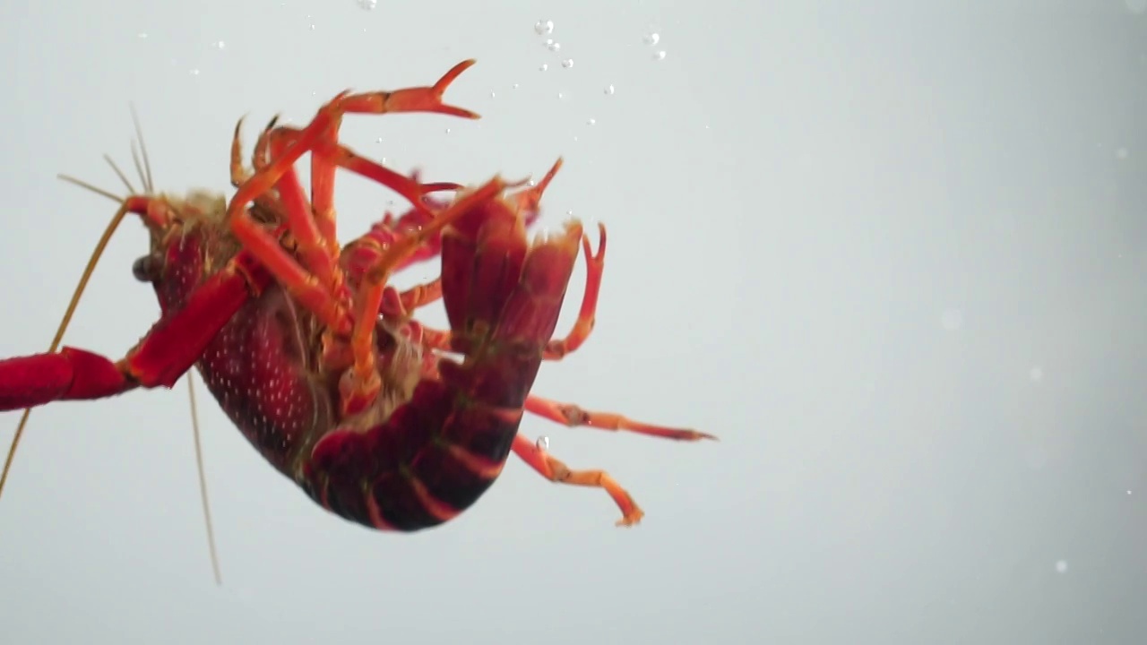 小龍蝦掉落水中撞擊慢鏡頭視頻素材
