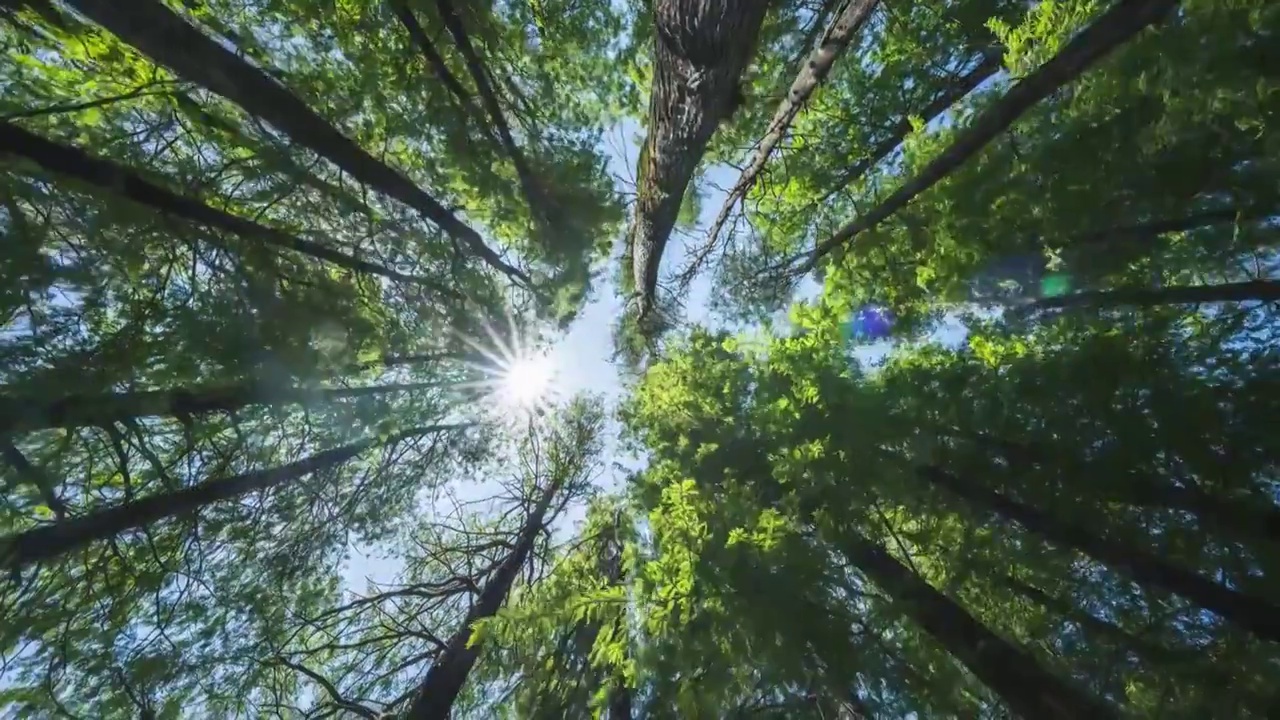 森林垂直仰拍移動延時視頻素材