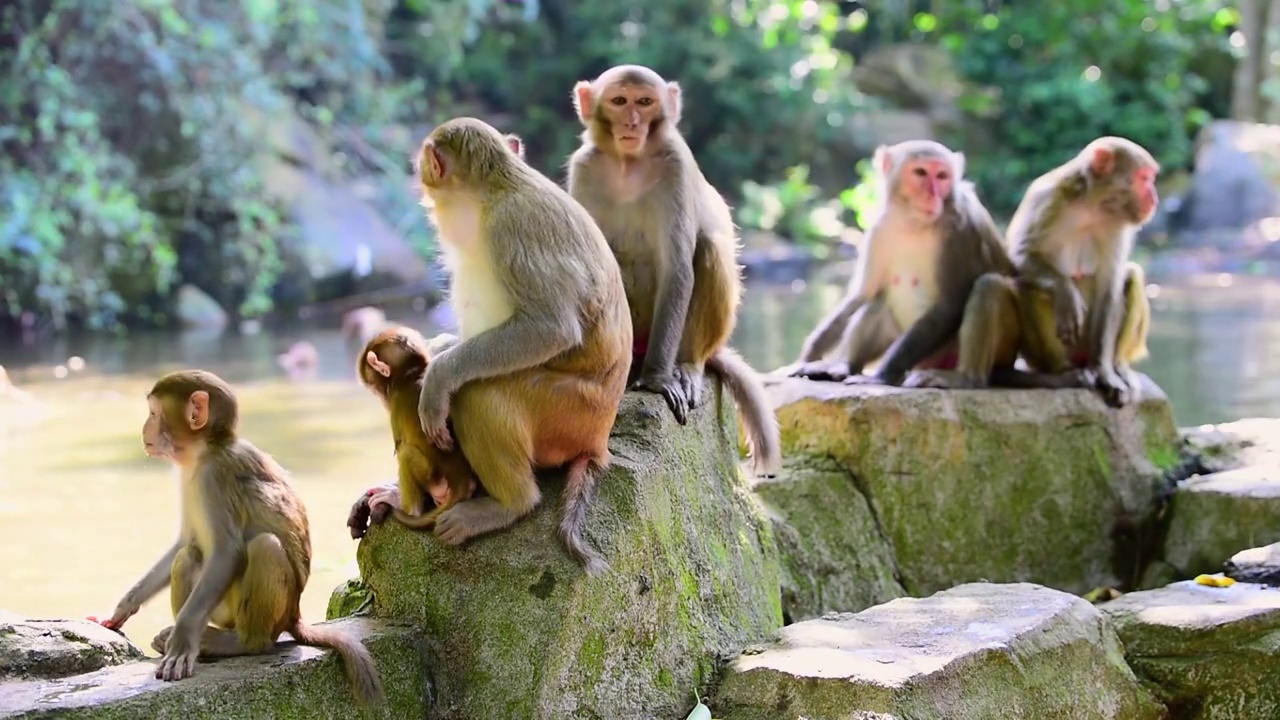 海南陵水南灣猴島坐在石頭上休息的猴群視頻素材