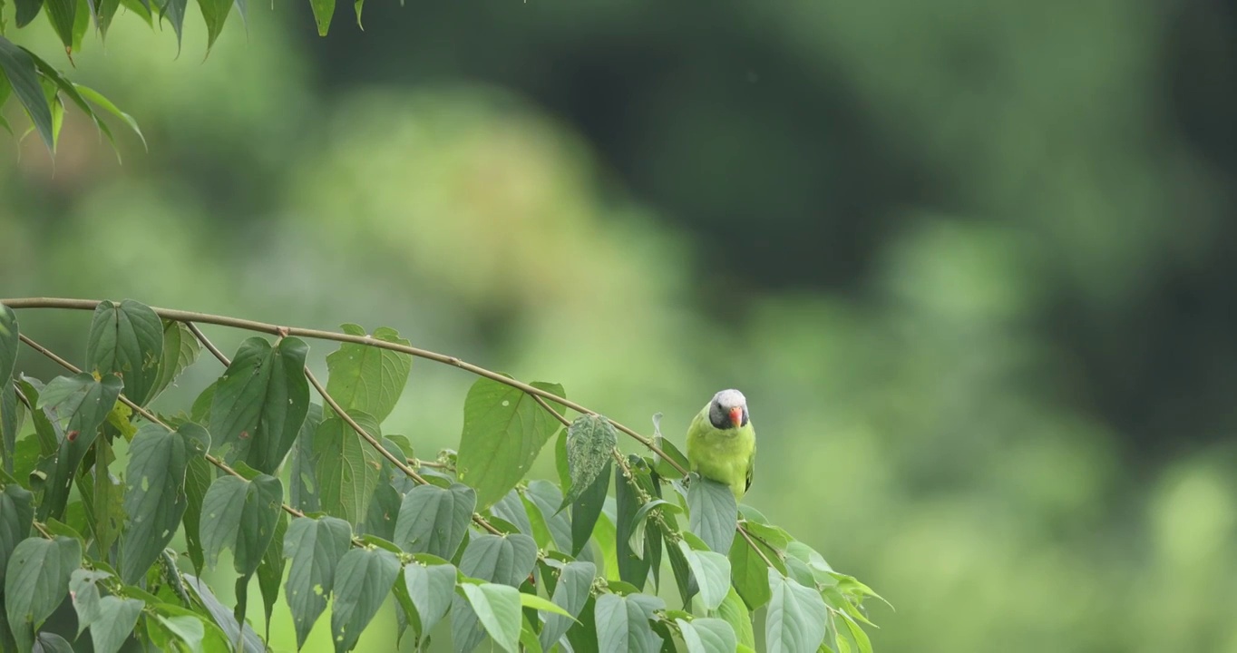 过二保护动物野生鹦鹉的特写镜头视频素材