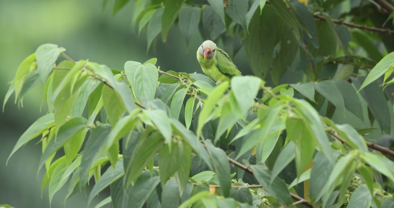 野外的国家二级保护动物灰头鹦鹉视频素材