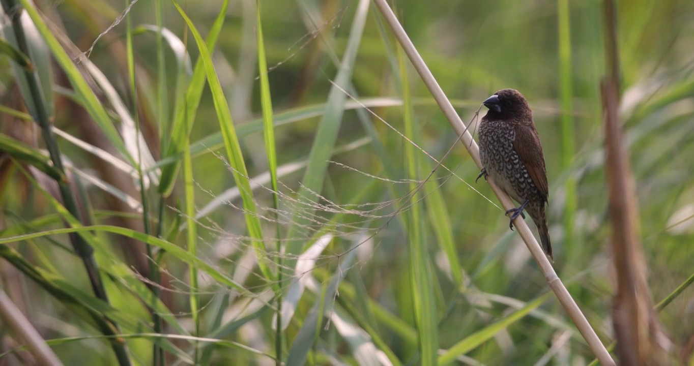 斑文鸟叼着芦苇视频素材