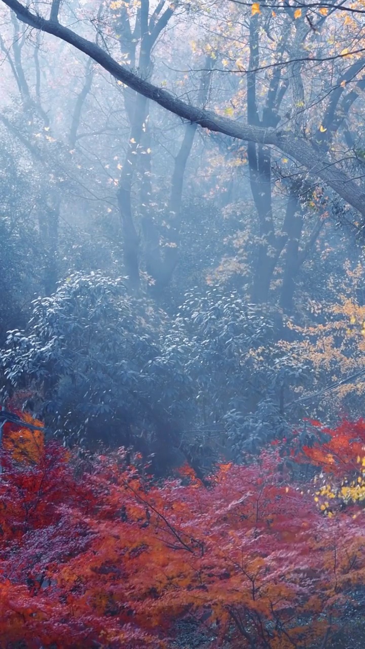 江蘇南京棲霞寺，楓葉紅了視頻素材
