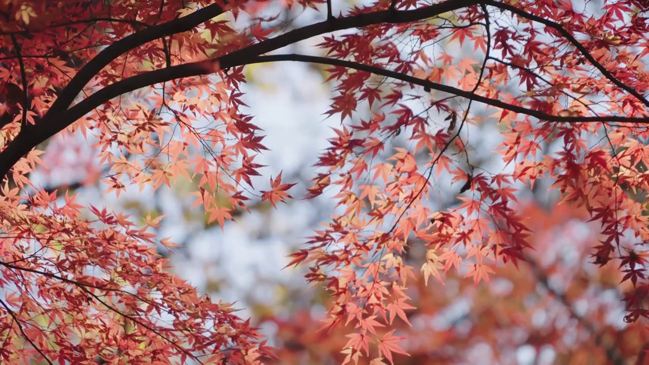 秋日紅楓隨風飄動視頻素材