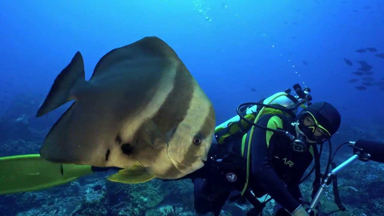 水下攝影師拍攝記錄海洋水下世界視頻素材