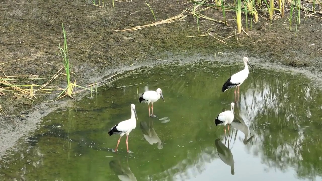 鳥中國寶-東方白鸛視頻素材