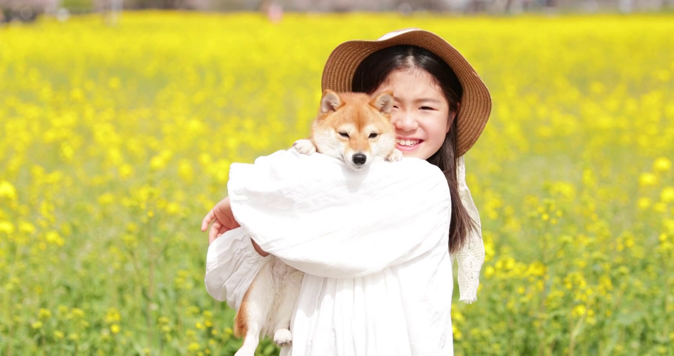 柴犬狗在和日本女孩視頻素材