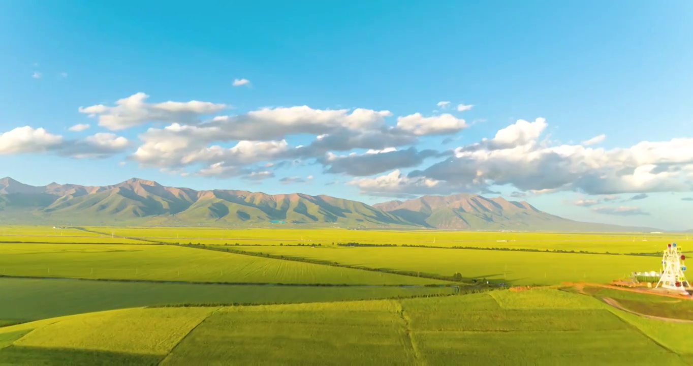 航拍青海省海北藏族自治州門源縣油菜花開夏季戶外風光視頻素材