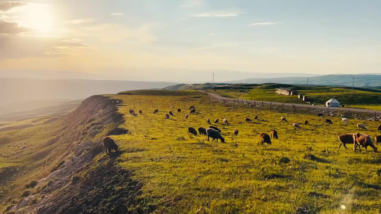 草原天然牧場牛群視頻素材