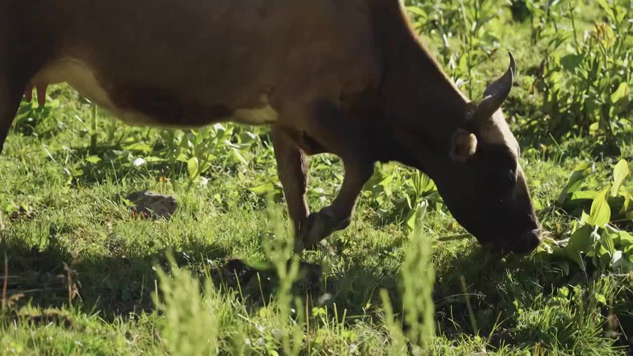 草原上的牛群視頻素材