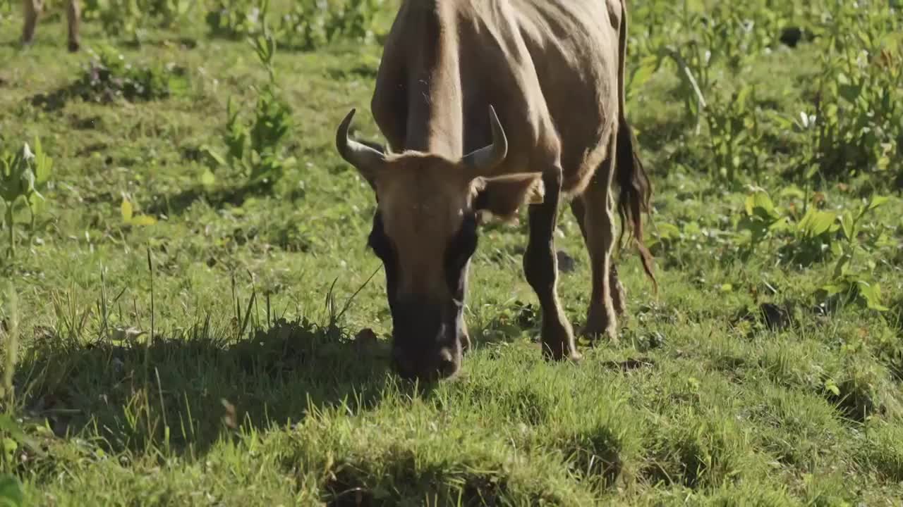 草原上的牛群視頻素材