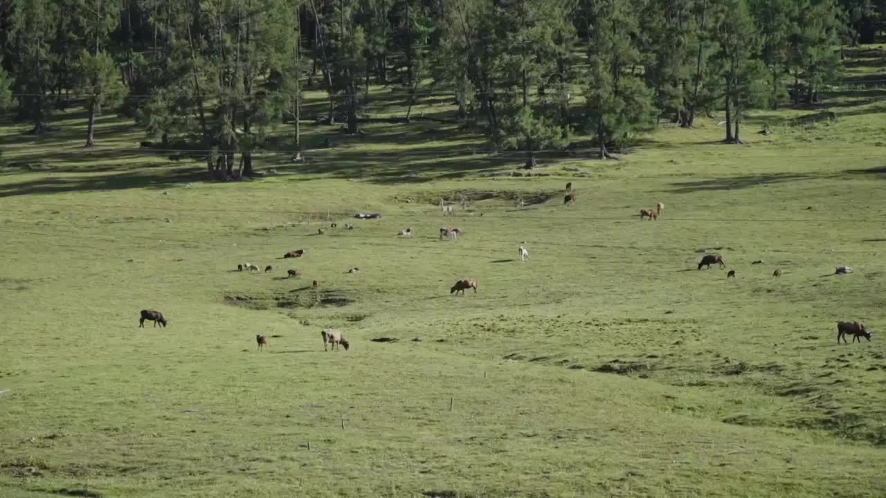 草原上的羊群視頻素材