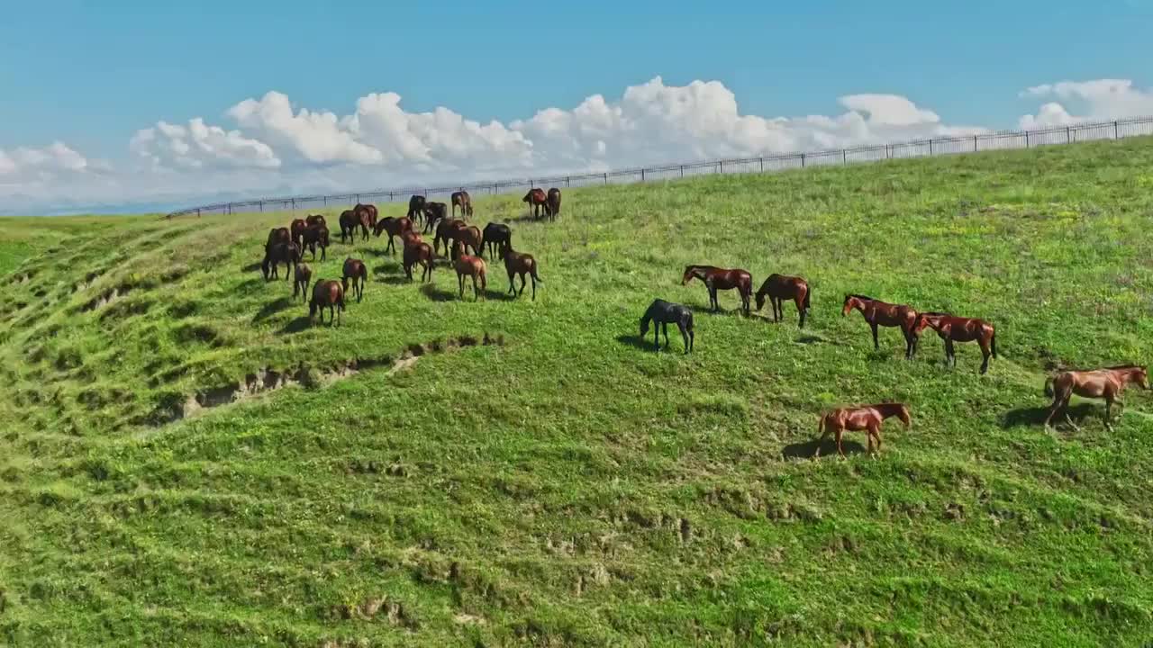 航拍草原牧場馬群視頻素材