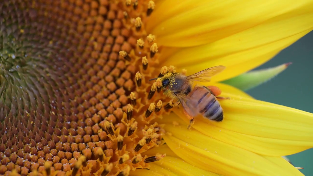 在向日葵花中采蜜的蜜蜂視頻素材