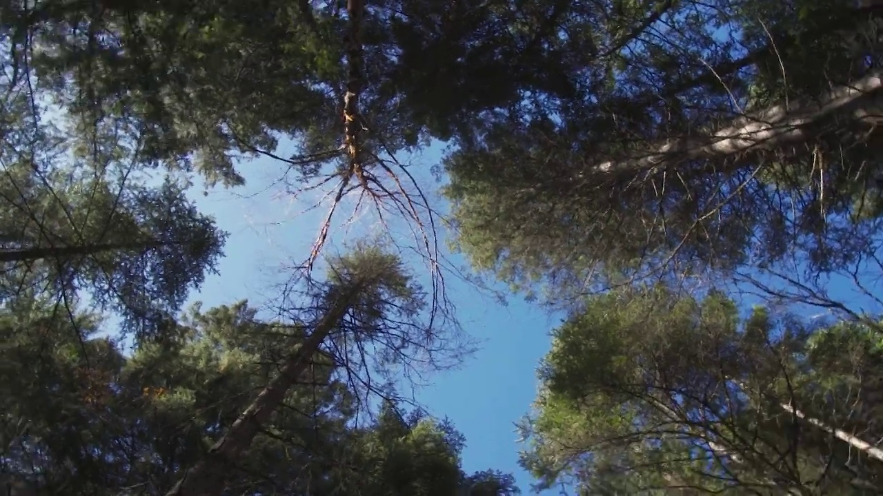 旋转仰拍森林中的树干伸向天空视频素材
